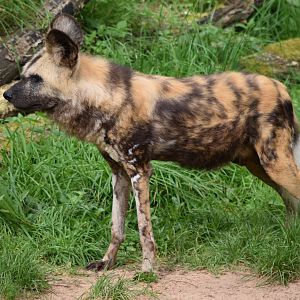 African Wild Dog
