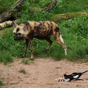 African Wild Dog and European Magpies