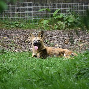 African Wild Dog