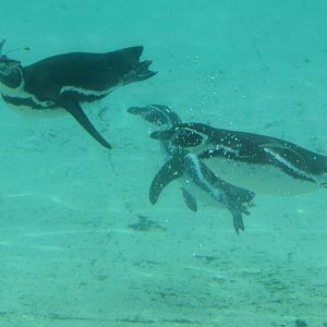 Humboldt Penguins