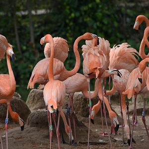 American Flamingos