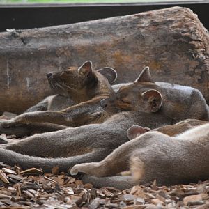 Fossa