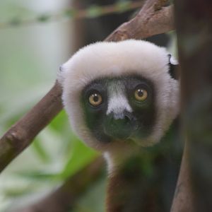 Coquerel's Sifaka