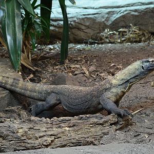 Komodo Dragon