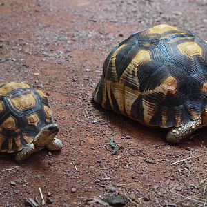 Ploughshare Tortoises