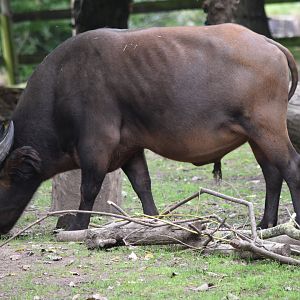 Congo Buffalo