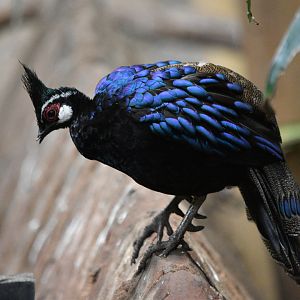 Palawan Peacock-Pheasant