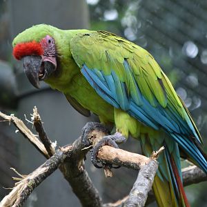 Great Green Macaw