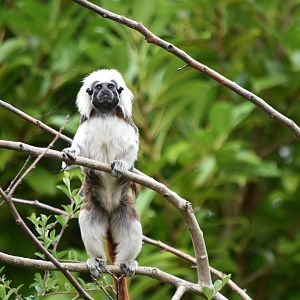 Cotton-Top Tamarin