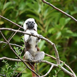 Cotton-Top Tamarin