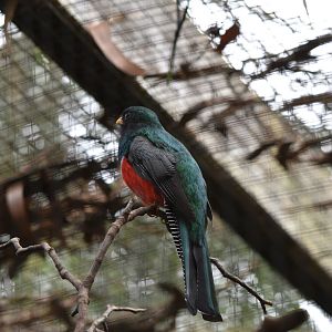 Collared Trogon