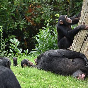 Chimpanzees