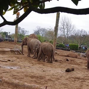 Aung Bo, Sundara, Riva, Indali, Anjan- Asian Elephants- 5/4/2023
