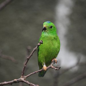 Blue-Crowned Hanging Parrot