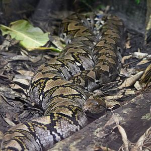 Reticulated Python