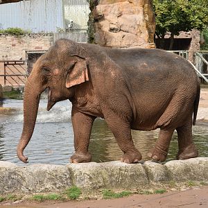 Asian Elephant "Maya"