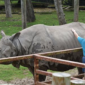 Indian Rhionoceros and keeper