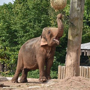 Asian Elephant "Maya"