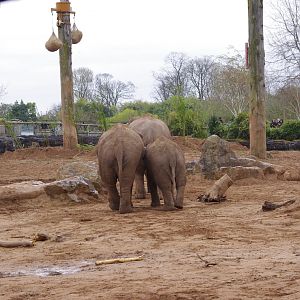 Sundara, Indali, Riva- Asian Elephants- 5/4/2023