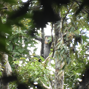 black-shanked douc langur (Pygathrix nigripes)