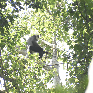 black-shanked douc langur (Pygathrix nigripes)
