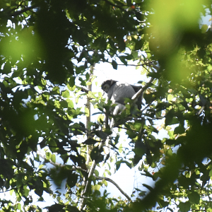 black-shanked douc langur (Pygathrix nigripes)