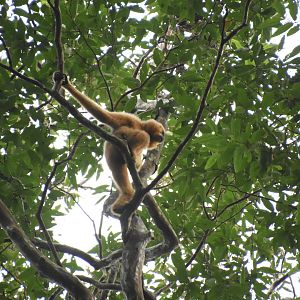 yellow-cheeked gibbon (Nomascus gabriellae)