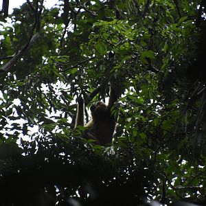 yellow-cheeked gibbon (Nomascus gabriellae)