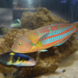 Christmas wrasse (Thalassoma trilobatum)