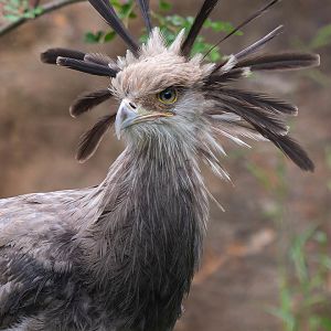 Secretary bird (Sagittarius serpentarius)