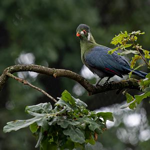 White-cheeked turaco (Menelikornis leucotis leucotis)