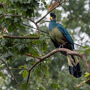 Great blue turaco (Corythaeola cristata)