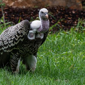 Common Rueppell's griffon vulture (Gyps rueppelli rueppelli)
