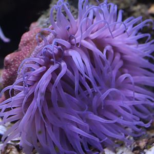 Atlantic Beadlet Anemone (Actinia equina)