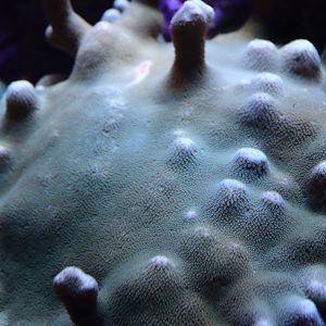 Montipora digitata