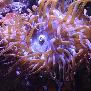 Bubble-tip Anemone (Entacmaea quadricolor)