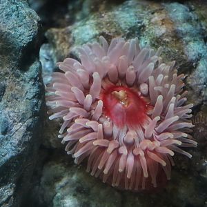 Dahlia Anemone (Urticina felina)