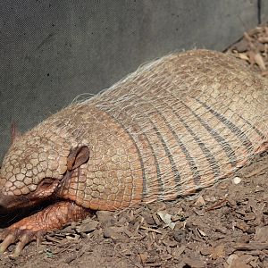 Six-banded Armadillo
