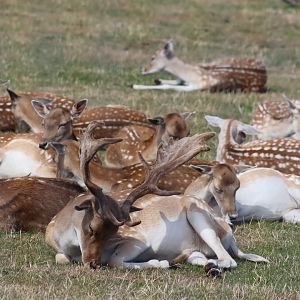 European Fallow Deer