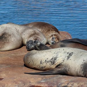 California Sea Lion