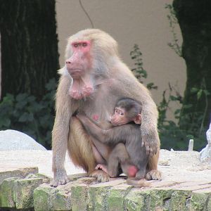 09-2023 Hamadryas baboons, female and juvinile nursing