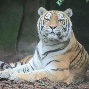 09-2023 Syberian Tiger, female, 'Angara'