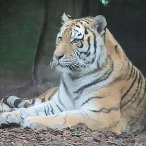 09-2023 Syberian Tiger, female 'Angara'