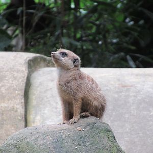 09-2023 Meerkat