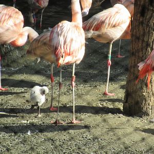 09-2023 Chilean flamingo's, including juvinile