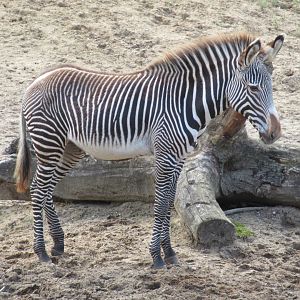 09-2023 Grévy Zebra, female juvenile (Zuri - 2022)