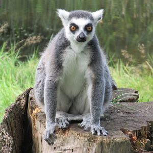 09-2023 Ring tailed lemur
