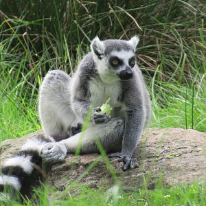 09-2023 Ring tailed lemur