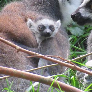 09-2023 Ring tailed lemur, juvenile, one day old