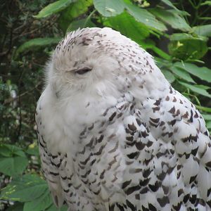 09-2023 Snowy owl, female